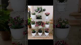 Beautiful metal plant holders 👉❤️viralshort Anitacreativity plants [upl. by Kcolttam]