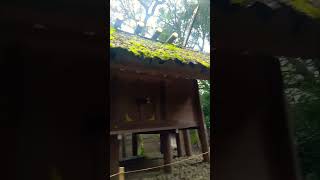 【ご視聴された皆様に良い事ありますように】伊勢神宮（内宮）Ise Shrine Inner Shrine shorts [upl. by Nomad]