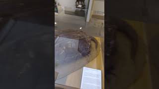 The Alligator Snapping Turtle [upl. by Enyallij446]