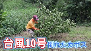 台風10号で倒れたカボスの修復作業！倒れたカボス販売します [upl. by Rustie653]