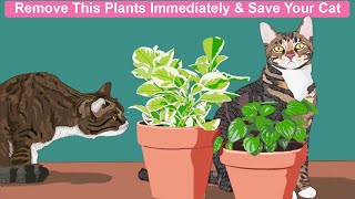 5 Plants That Are Poisonous To Cats [upl. by Ainar183]