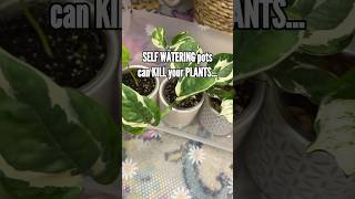 I’m officially obsessed with DIY watering pots Here is a simple way to care for multiple plants [upl. by Sadnac]