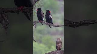 Bateleur Eagle  Female male amp juvenile [upl. by Tareyn638]