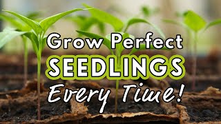 Seed Starting Success Sow Like a Pro 🌱 [upl. by Waly]