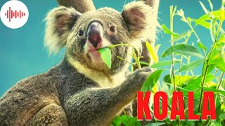 Koala australijski Odgłosy i Dźwięki jakie wydaje Koala australijski Jak robi Koala australijski [upl. by Nahc]