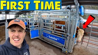 New Cattle Handling System Is Fast [upl. by Curzon597]