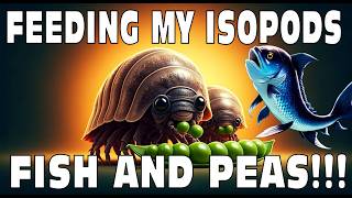 Feeding My Pet Isopods Fish And Peas Isopod House Terrarium 4K [upl. by Enuj]