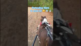 Horse Driving Fun With Teddy’s Friend Salem Shorts horses miniaturehorse [upl. by Wester]