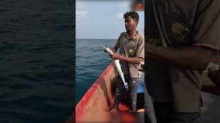 Sea Fish Catching Videos [upl. by Jordans]