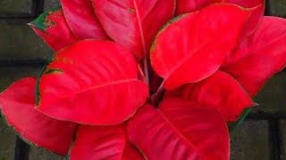 Aglonaema Thai Red is so beautiful 💕and expensiveindoor plants in nursery and their priceyt [upl. by Ayekahs]