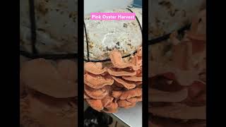 Pink Oyster Mushroom Harvest [upl. by Etteoj]