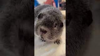 This Rex guinea pig looks like a big ball of wire wool stunning cavy guineapigs [upl. by Maryellen]