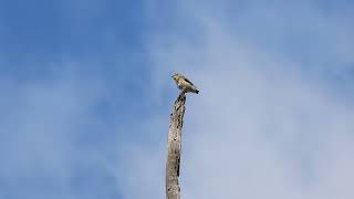 Striated pardalote [upl. by Ahsemed216]