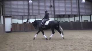 SorentoGribaldi Trak stallion  2013 for sale [upl. by Nyvek342]