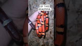 HONDURAN MILK SNAKE SNAKE MILKSNAKE SHORTS [upl. by Inar]