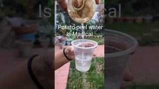 Potato peel water boost your plants organicfertilizer potatopeelwater [upl. by Stelle]