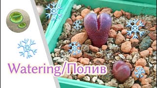 Watering lithops in winter Полив литопсов зимой [upl. by Patterman]