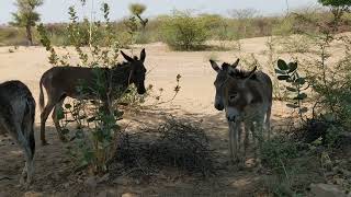 Hoofbeats and Heartbeats A Donkeys OdysseyquotquotEars Up Hearts Open Tales from the Donkey Trailquot [upl. by Gonick]