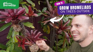 How to grow tropical Bromeliads on garden trees [upl. by Ainoval]