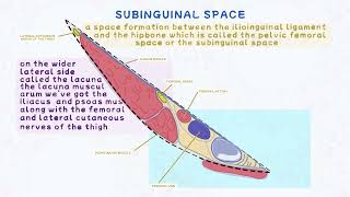 What Is The Subinguinal Space The subinguinal space Femoral canal  Anatomy The Inguinal Region [upl. by Atiruam42]