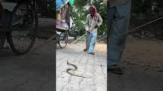 बाबा ने मारा सांप को लट फिर क्या हुआ non venomous water snake shorts [upl. by Burwell488]