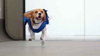 Dutch Airline Hires Adorable Dog to Reunite Passengers With Lost Items [upl. by Ellenehc]