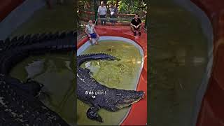 120YearOld Croc BREAKS World Record [upl. by Lanaj53]