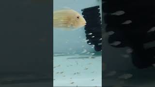 Geophagus Albino Heckelii Breeding youtubeshorts shorts short shortsfeed geophagus aquarium [upl. by Tnahsarp910]