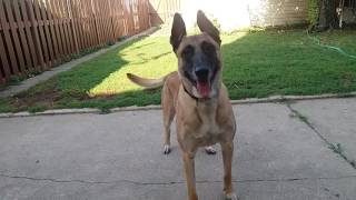 Before You Get A Belgian Malinois WATCH THIS [upl. by Forrer309]