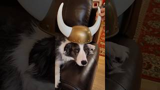 See Zoey the Border Collie as a Viking bordercollie [upl. by Michaeline]