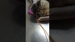 Gastric lavage in Pug viral shorts [upl. by Ambrogino281]