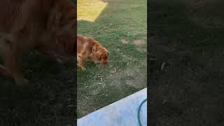 Stick grave Yard dogs dogowner puppy goldenretreiver petowner funny pets doglover [upl. by Mairym]