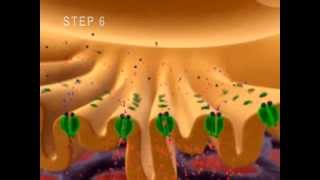 Neuromuscular Junction Muscle Contraction Part 1 Anatomy Tutorial NSCA CSCS Exam ACE PT Exam [upl. by Ttam334]