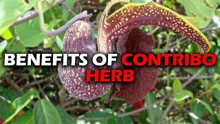 BENEFITS OF CONTRIBO HERB I DUCK FLOWER I ARISTOLACHIA TRILOBATAS [upl. by Aneehsyt957]