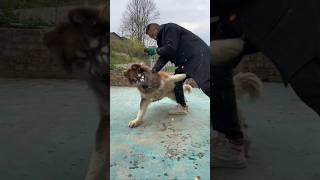 How To Train Big Malamute Husky Dog At Home 🥶💀 shorts pets animals dog husky funny [upl. by Domph780]