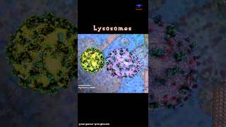 Lysosome Function short intro  cytology [upl. by Nuahsyt]