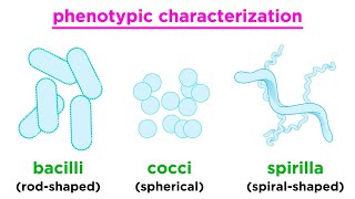 Taxonomy of Bacteria Identification and Classification [upl. by Lemaj]