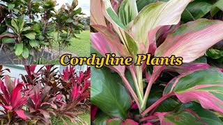 Cordyline Plants  FNQ AUSTRALIA [upl. by Ahsaz983]