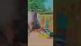 Jallikattu whatsapp status tamil jallikattu49king jallikattu manjuvirattu tamilculture3500 [upl. by Hermione]