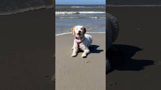 Luna am Strand in Nordholland  Lagotto Romagnolo [upl. by Enelaj]