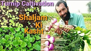 Shaljam Ki Kasht  How To Grow TurnipsShaljam in Open Field From Seed To Harvest  Complete Guide [upl. by Asiulairam]