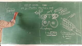 Structure of microsporangium [upl. by Horsey]