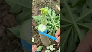 Papaya Grafting Secret sonasmr gardening [upl. by Willtrude425]