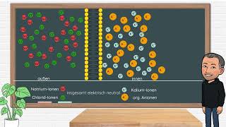 Die Entstehung des Ruhepotentials an Nervenzellen Neurobiologie Oberstufe [upl. by Tawnya]