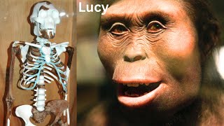 Lucy the Most Important Link of Human Evolution  New Findings [upl. by Levitan]