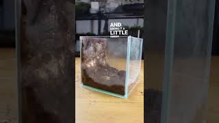 small paludarium terrarium paludarium shorts [upl. by Aderf488]