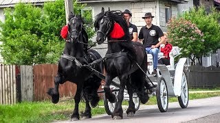 TRASURA CU CAI PENTRU NUNTA  Domeniul Cailor Bucovina 2018 [upl. by Swift]