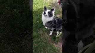 Zoey the border collie jumps around like a crazy dog [upl. by Cinamod331]