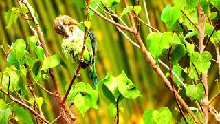 Whitecheeked barbet call 📞Psilopogon viridisGreen barbet call barbet bird sound [upl. by Gaeta]