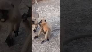 🐒Langur ne kiya attack to bhagana Pada🐒 [upl. by Nicholas]